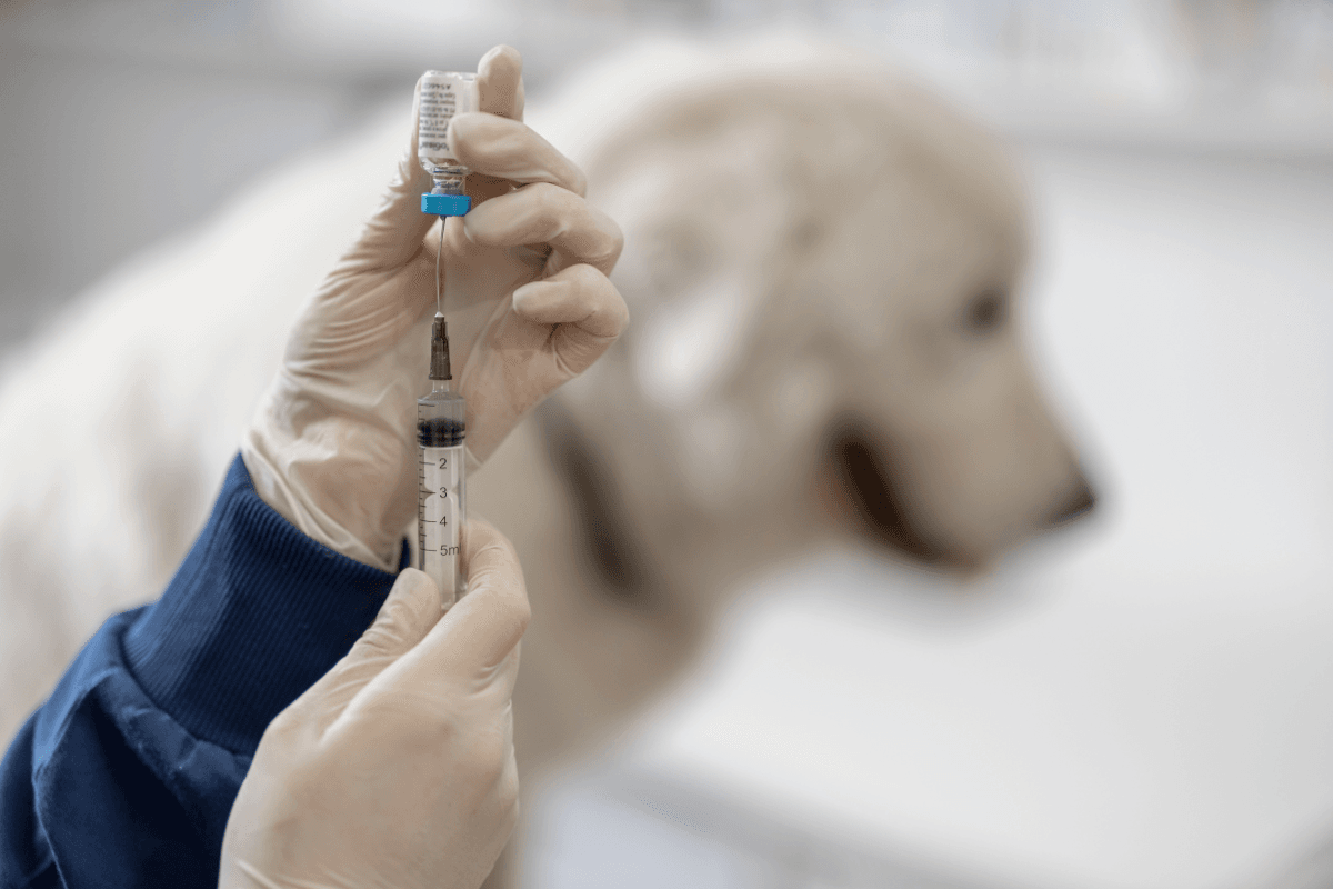 Humulin N Insulin for Dogs: Safety and Monitoring