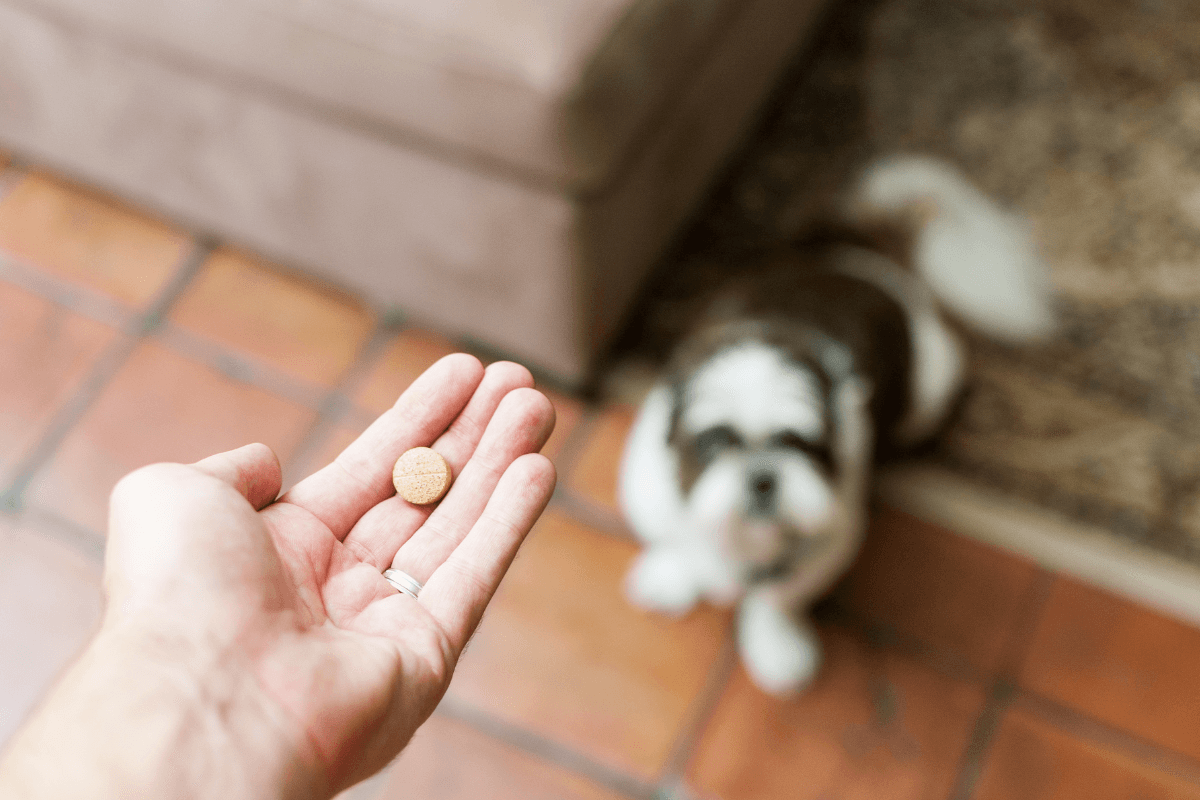 What Is Palladia for Dogs? Safety, Monitoring, and Care