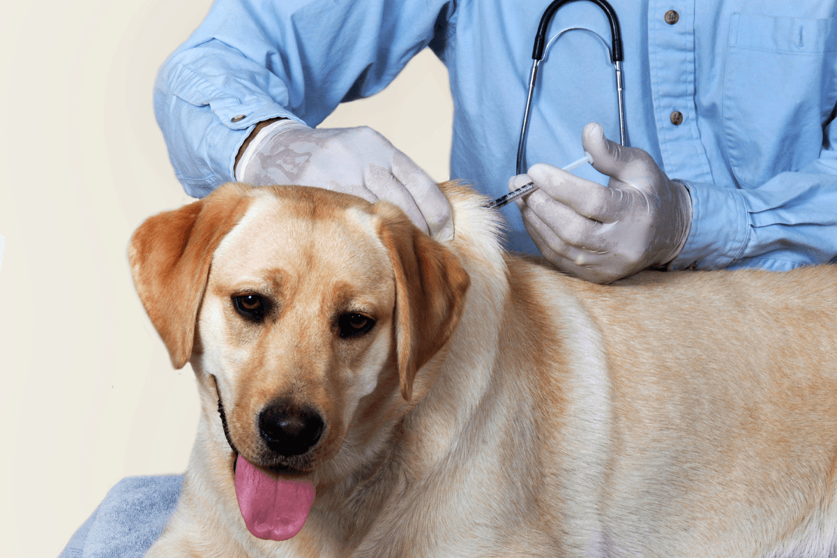 Pet Diabetes: Understanding Symptoms, Causes, and Care