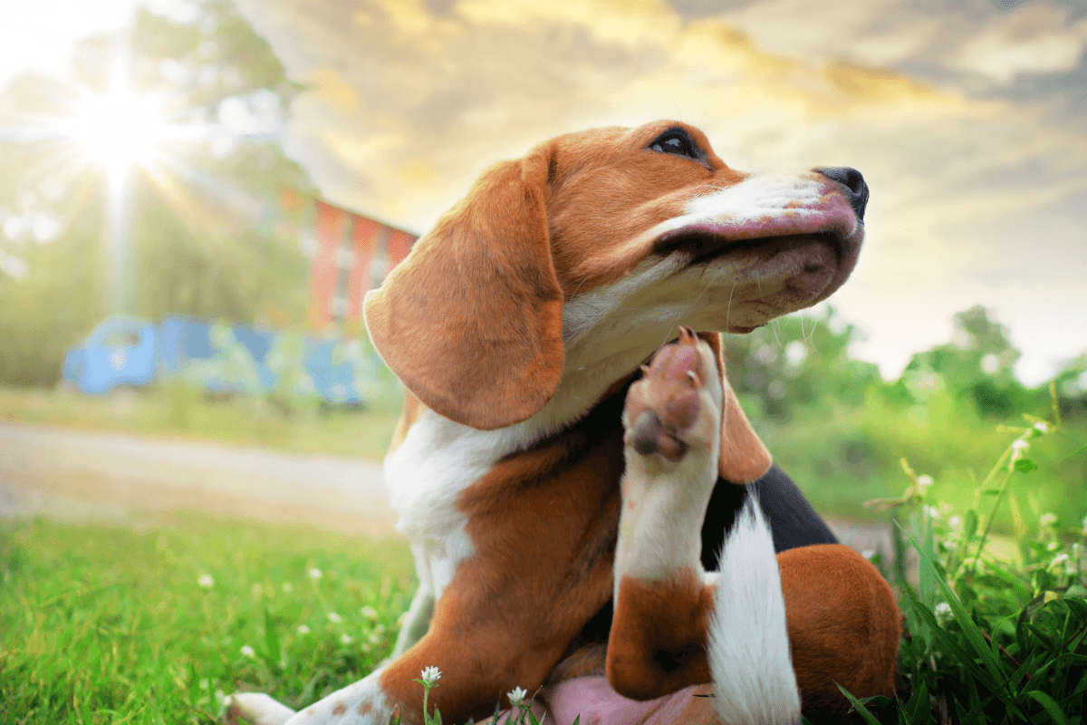 Best Flea Treatment for Dogs: Safety and Itch Relief
