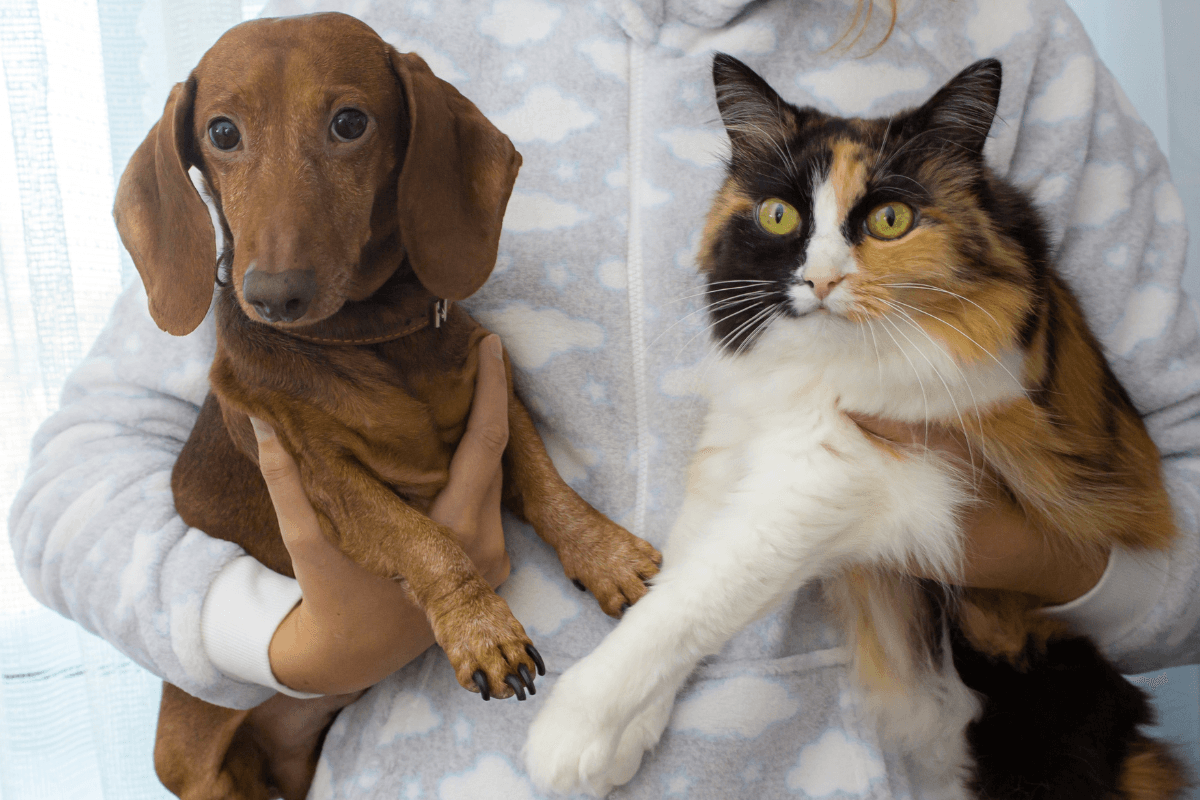 Capstar Flea Treatment: Safety, Side Effects, and Flea Control