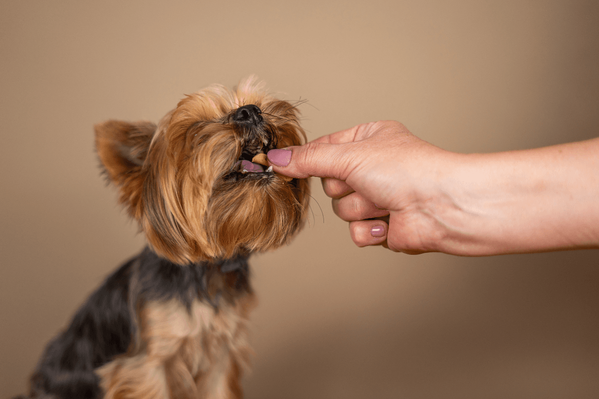 Drontal for Dogs: Safety, Dosing, and What to Expect