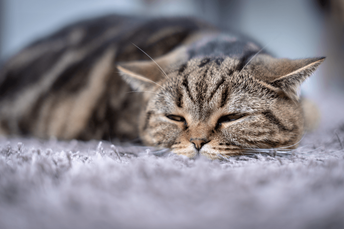 How to Tell if Your Cat Is in Pain: Signs and Next Steps