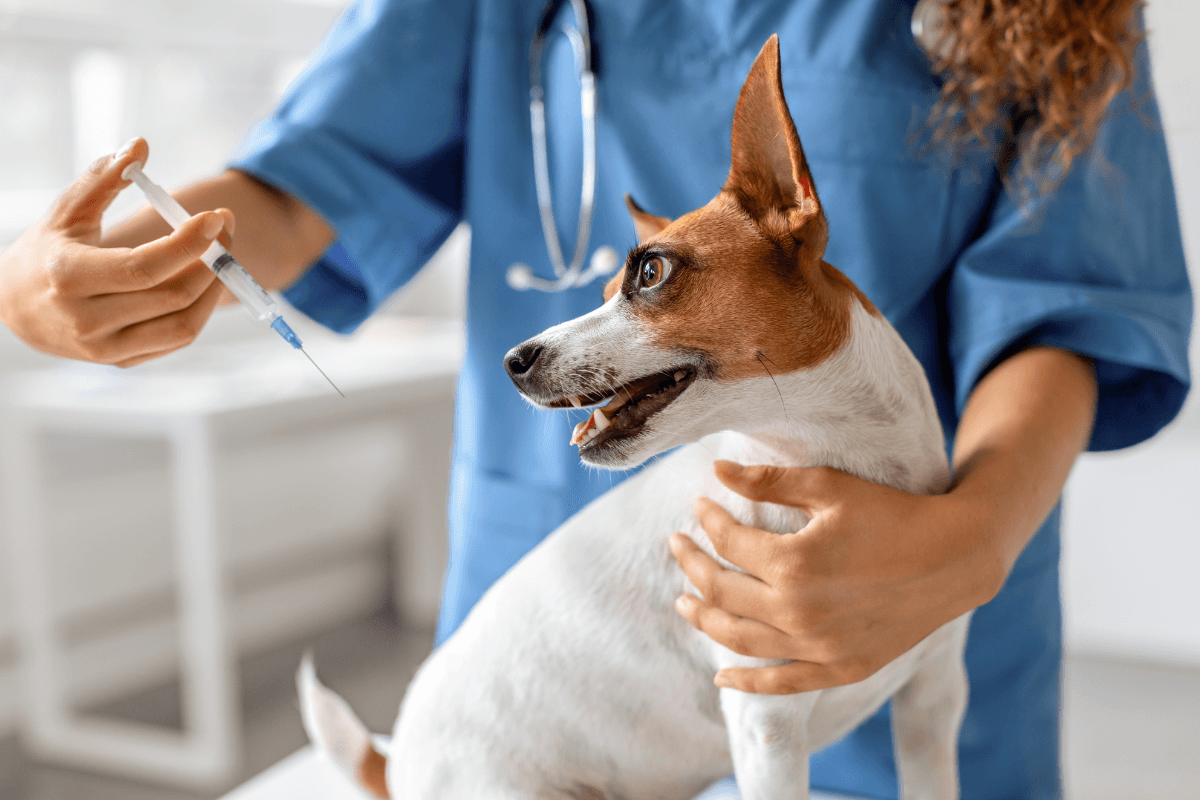 Insulin for Dogs: Safe Home Care and Warning Signs