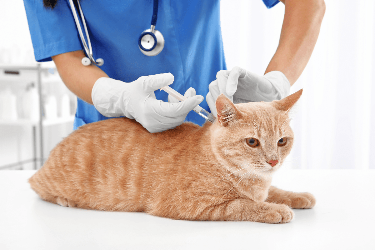 NexGard Combo Cats: Flea, Tick, And Worm Treatment Tips